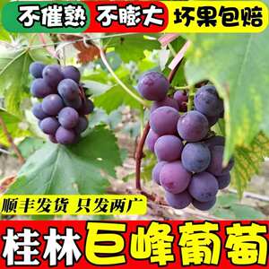 广西桂林兴安大溶江巨峰葡萄自然果自然成熟不催熟不膨大现摘现发
