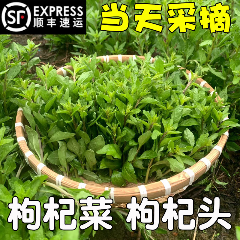 桂林枸杞菜嫩芽枸杞头