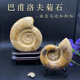 天然海洋古生物巴普洛夫旋菊石驰菊石螺化石科普教学标本礼品摆件
