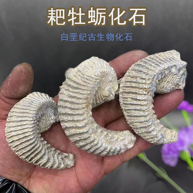 海洋古生物贝壳类化石耙牡蛎标本