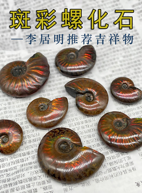 天然斑彩螺菊石海洋古生物化石玉化螺科普教学标本礼品把玩摆件