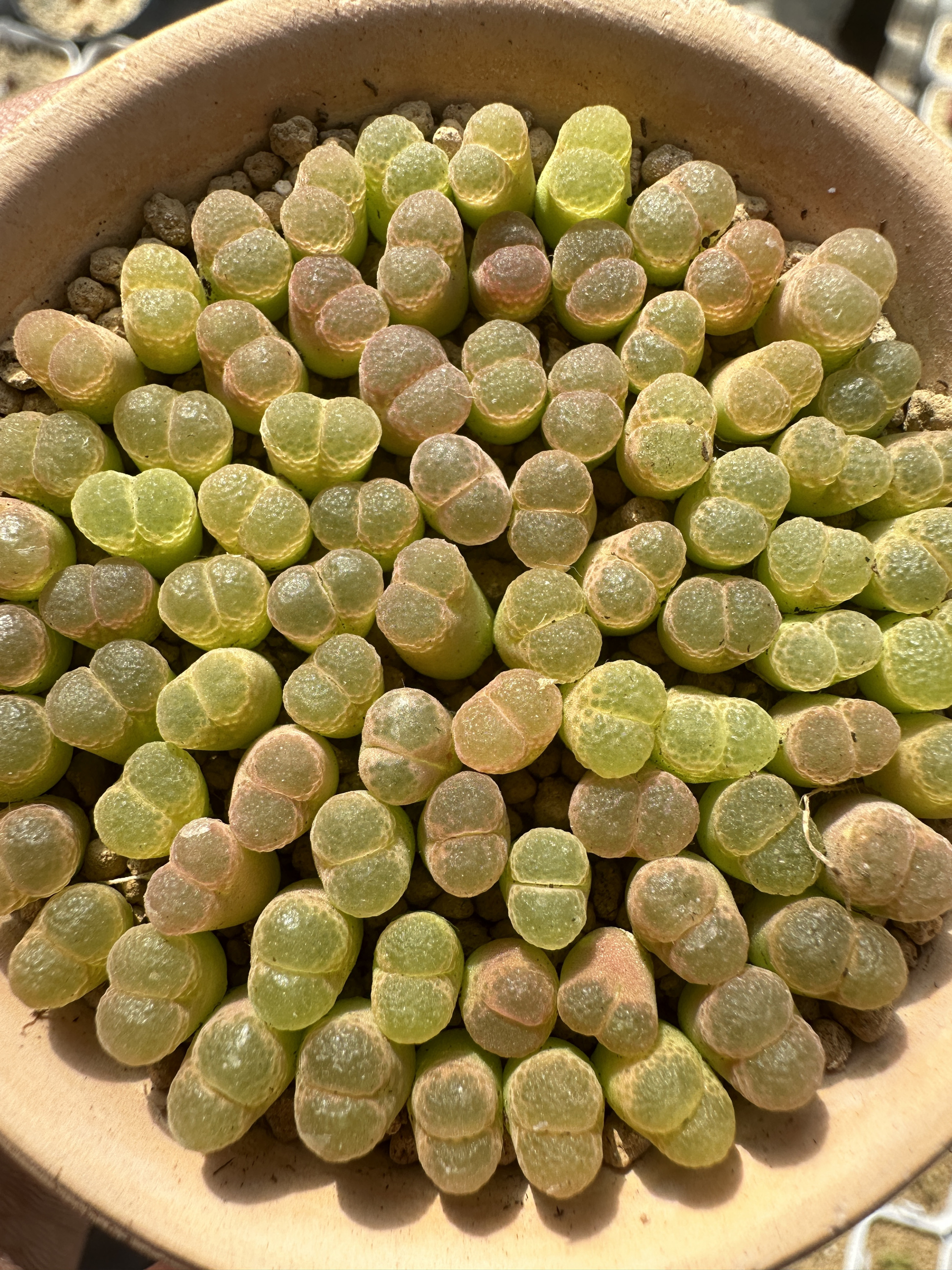 粉樱樱花风铃20颗2年1453.9发货尺寸0.6左右颜色需要自己晒一下