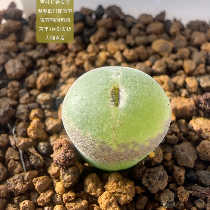 731号纽扣圆窗安格尼斯之眼,鲜花速递/花卉仿真/绿植园艺,多肉植物,淘宝优惠券,粉丝福利购,淘宝优惠卷