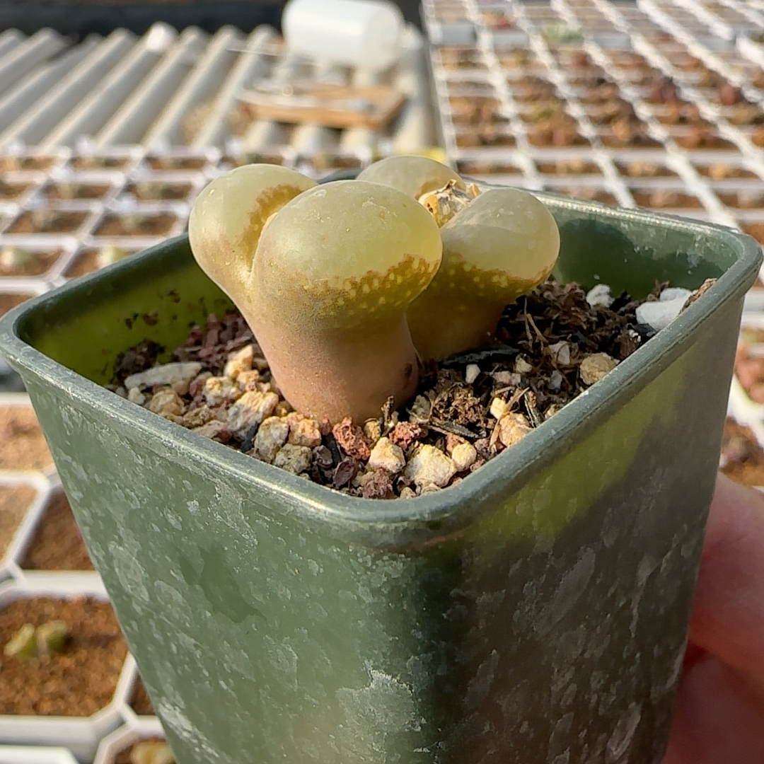 双头大翻窗风铃母本