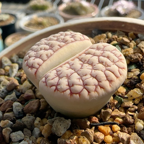 韩系c189