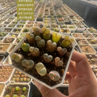 262号16颗班克雪花磁铁