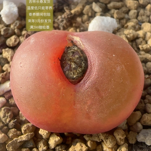 404号红蟠桃尺寸2.3