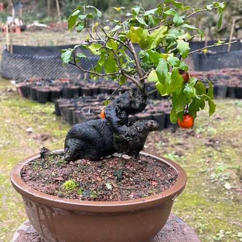 老鸦柿梦之娜赤兔嫁接金弹子桩