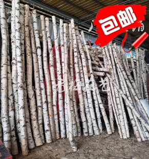 饰树 白桦树白桦树干树桩树杆原木隔断橱窗婚庆拱门舞台商场道具装