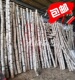 白桦树白桦树干树桩树杆原木隔断橱窗婚庆拱门舞台商场道具装 饰树