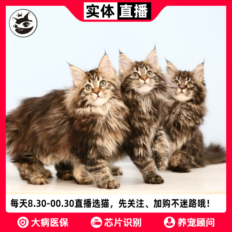 缅因猫幼猫纯种巨型猫红虎斑俄罗斯赛级银虎斑宠物猫幼崽异瞳猫咪