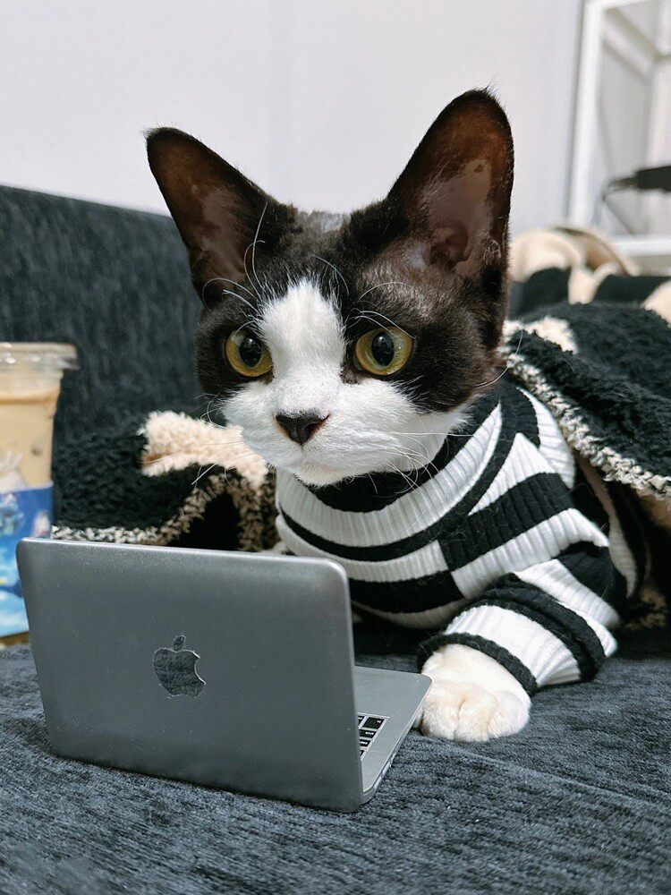 德文卷毛猫幼猫纯种高智商不掉毛宠物猫纯黑纯白开脸虎斑活体猫咪怎么看?