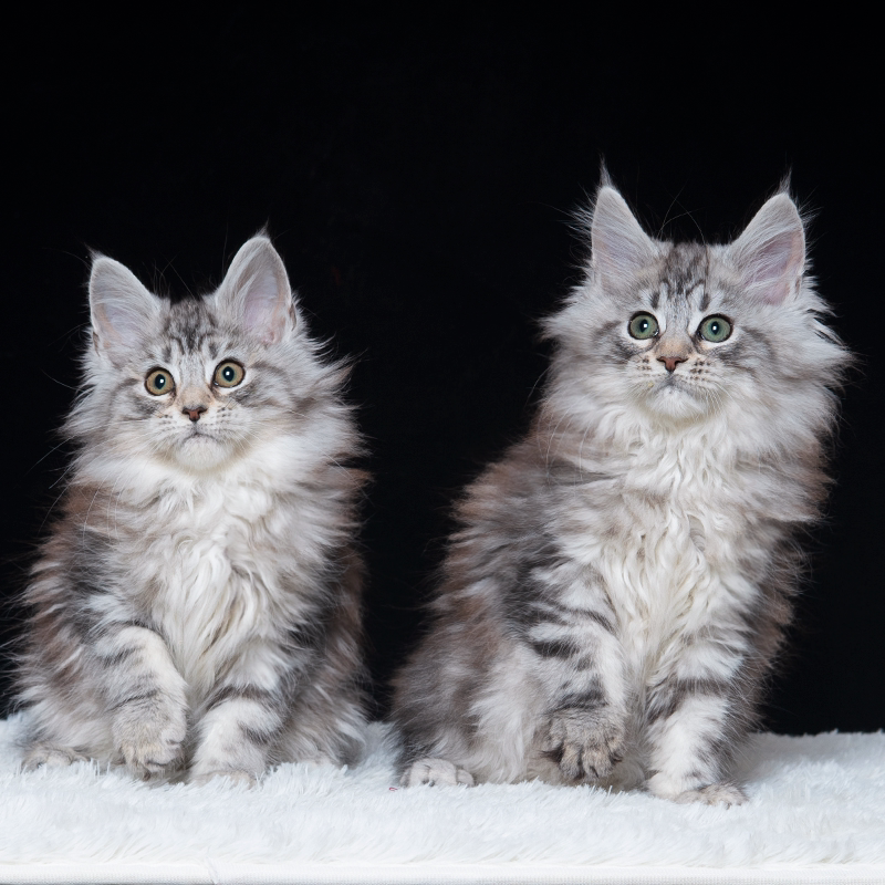 【血统级】缅因猫幼猫纯种巨型猫红虎斑俄罗斯赛级银虎斑宠物猫幼