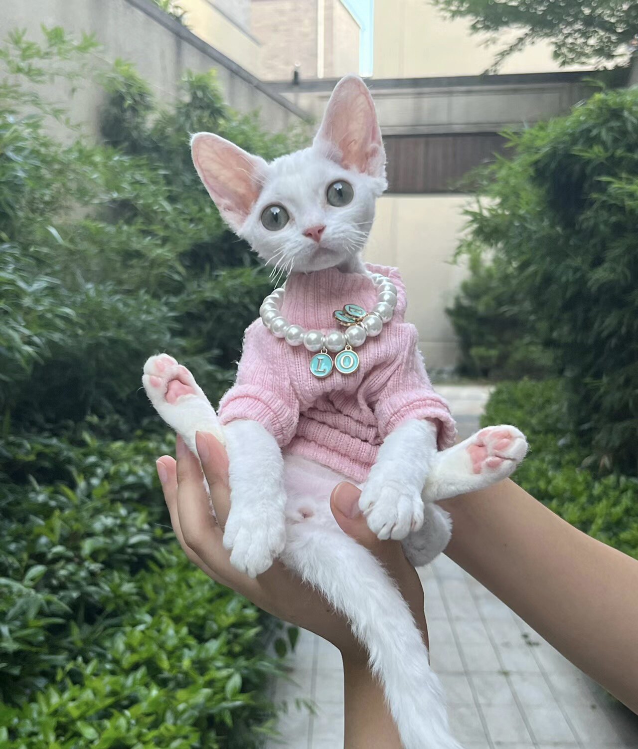 铲屎公社德文卷毛猫幼猫纯种高智商不掉毛纯黑白开脸虎斑活体猫咪高性价比高么？