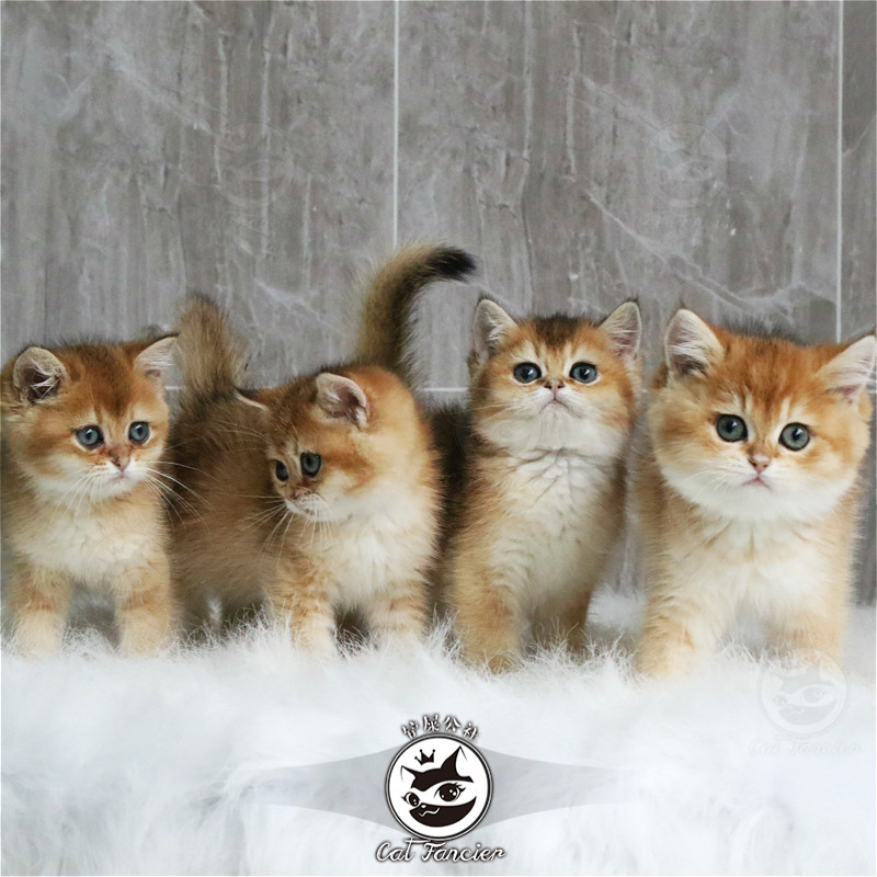 【25号色】英短金渐层幼猫纯种长毛蓝金渐层猫宠物猫咪活物12色