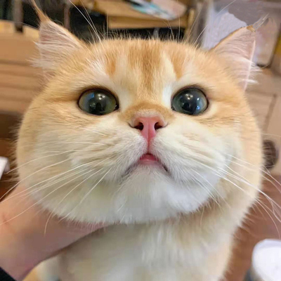 英短金渐层猫幼崽幼猫纯种猫蓝金