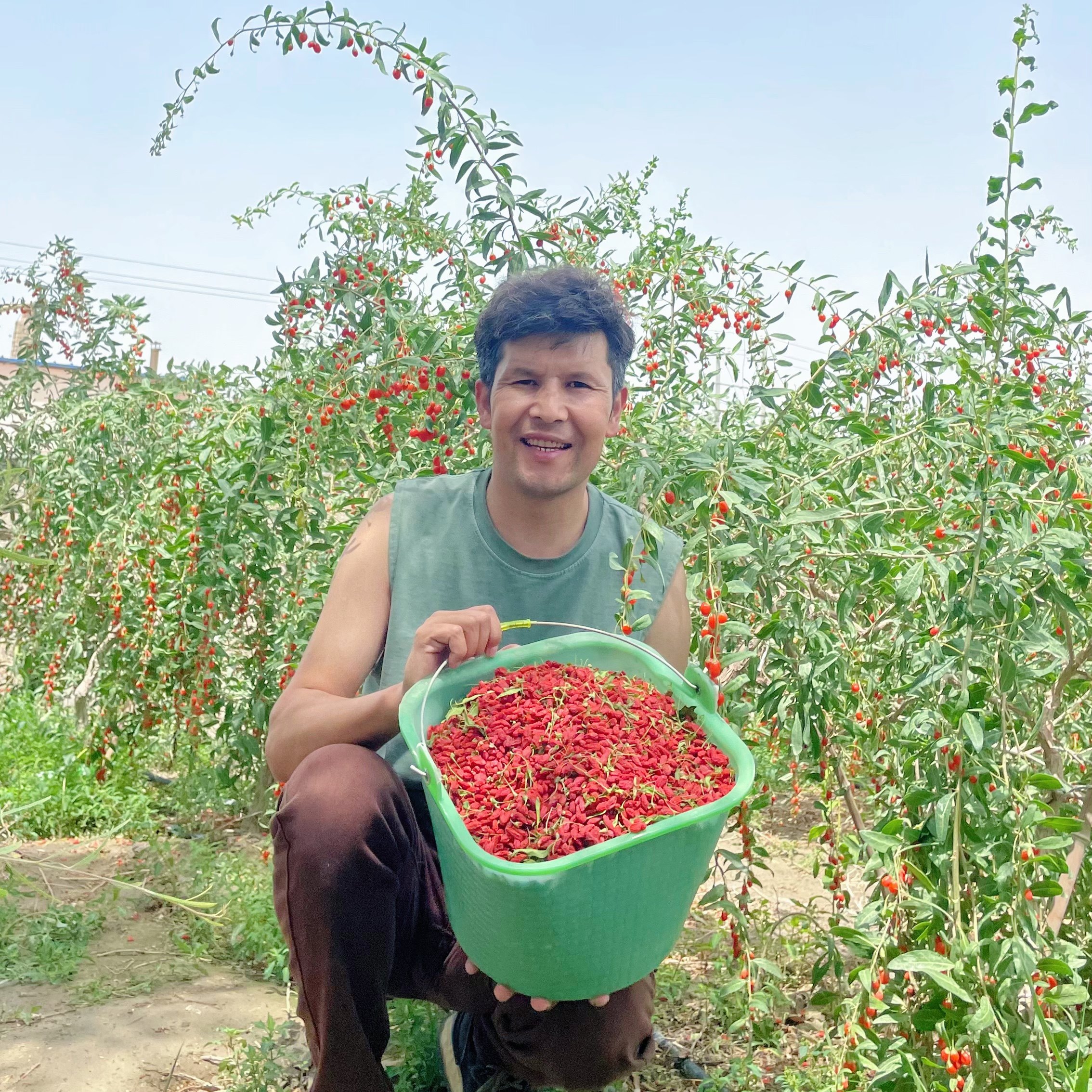 【头茬果】新疆沙漠红枸杞500g 未加工原生态 个头不均匀