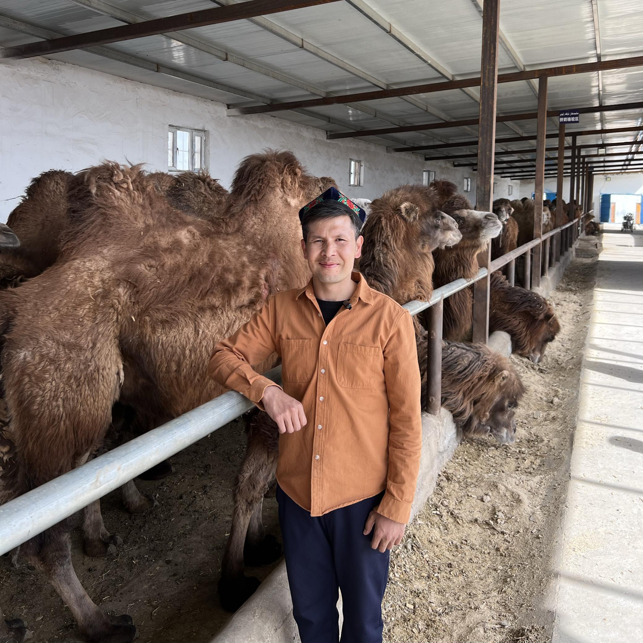 伊哈牧场中老年盒装新疆