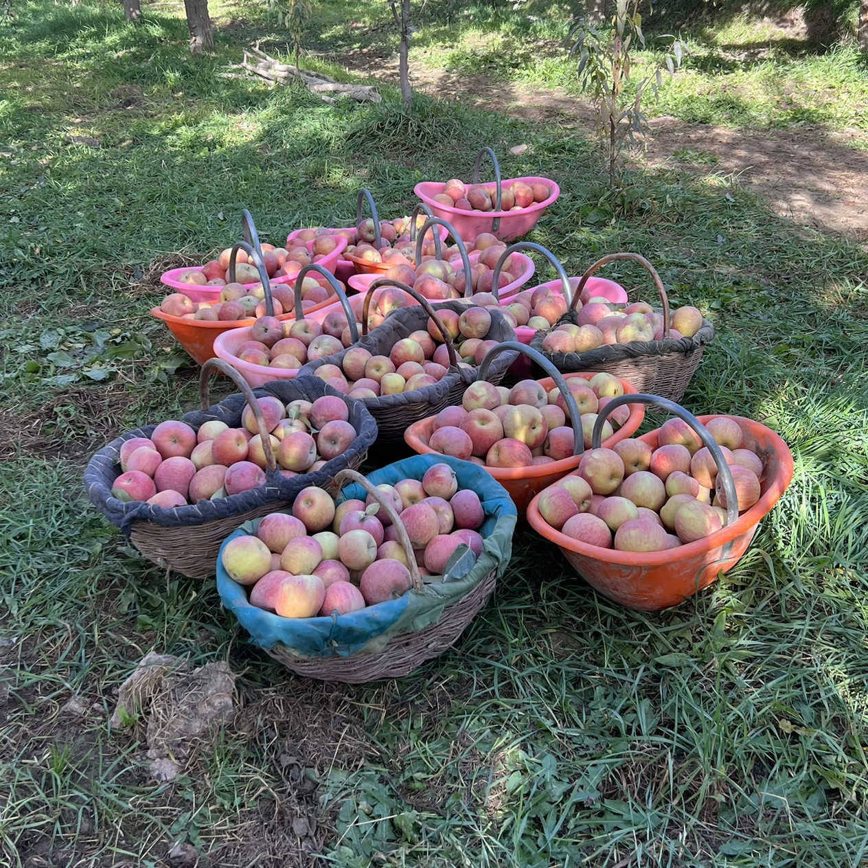 【5斤小果】新疆阿克苏冰糖心苹果12-14枚/箱  新疆直发 脆甜多汁