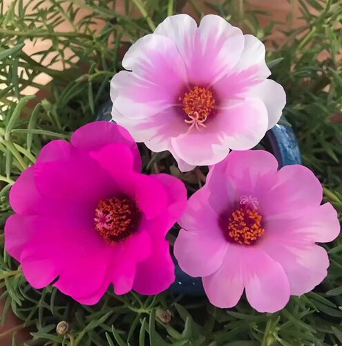 单瓣大花太阳花苗宿根多年生混色植物花卉盆栽多季开花不断带花苞