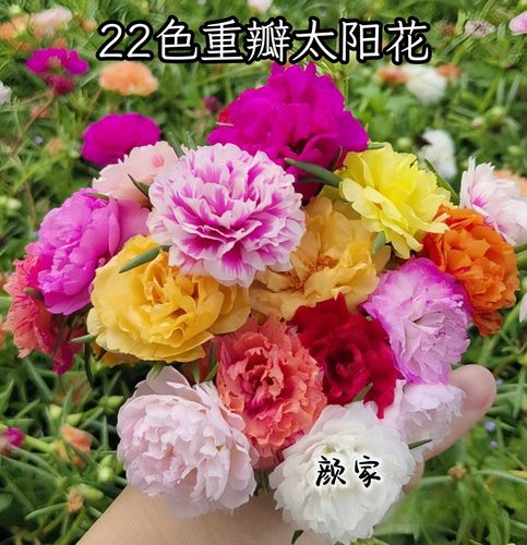 进口重瓣太阳花苗宿根多年生重瓣混色花卉易活盆栽开花庭院带花苞