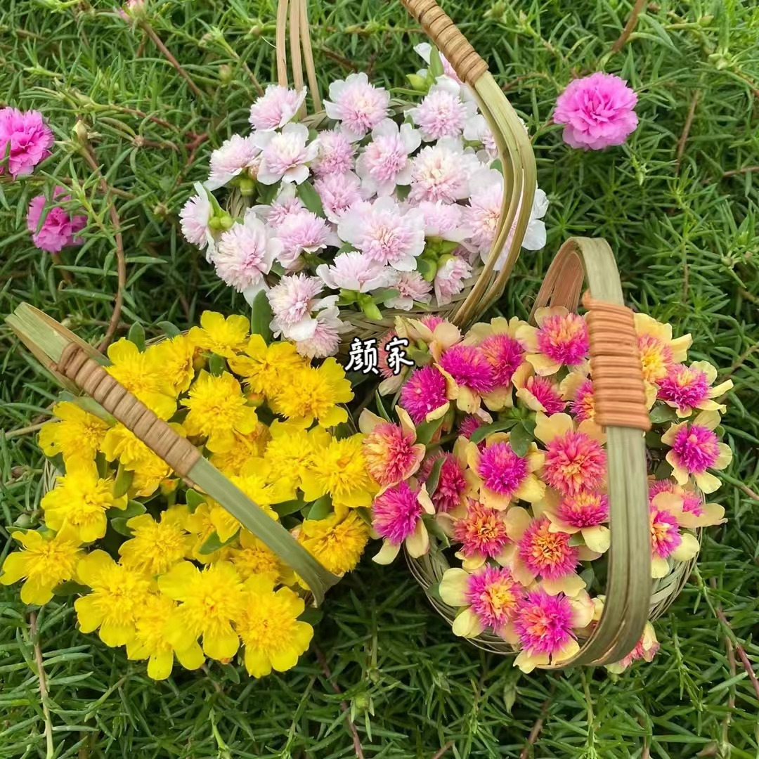 阔叶重楼太阳花苗宿根多年生混色植物花卉枝条多季开花不断带花苞