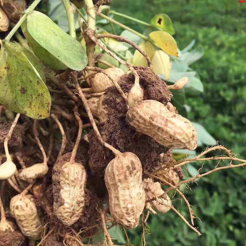 南通海门新鲜生湿花生粉红皮带壳花生农家自种花生带泥巴花生现货