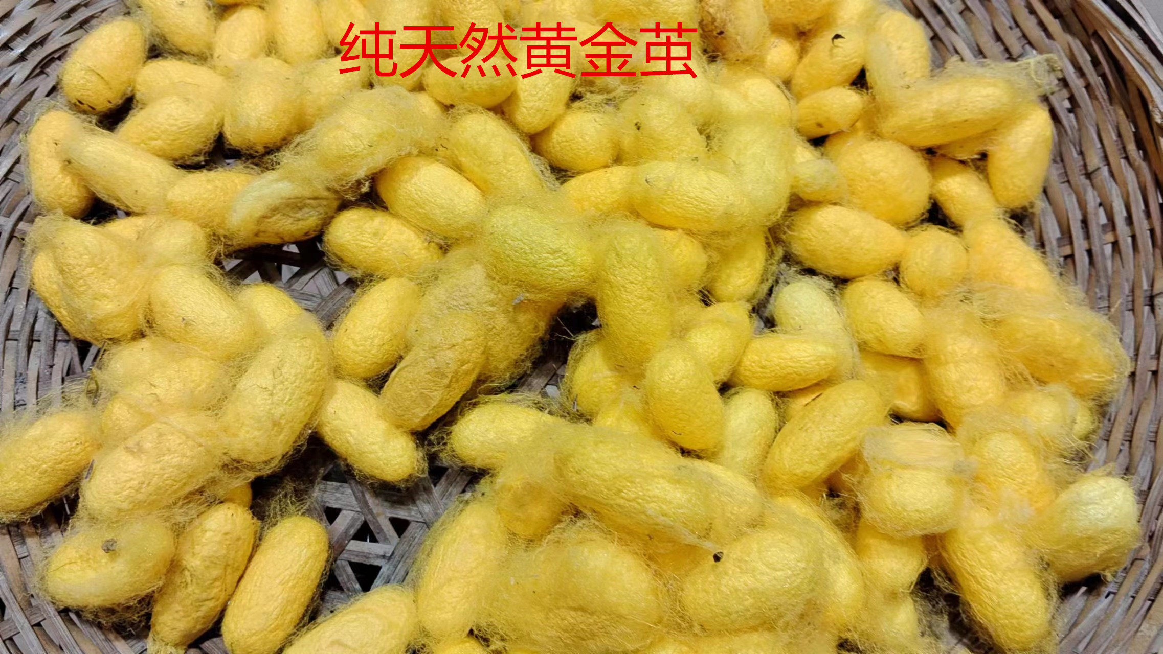 天然桑蚕茧烘干完整带蚕蛹茧学生手工DIY 抽丝扇子茧画,纺织面料/辅料/配套,蚕茧/蚕丝,淘宝优惠券,粉丝福利购,淘宝优惠卷