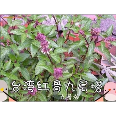 台湾红骨九层塔盆栽金不换九层塔苗三杯鸡罗勒苗盆栽红骨红花包邮