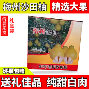 【礼盒装】30年老树正宗梅州沙田柚子新鲜水果纯甜金柚冰糖柚碌柚