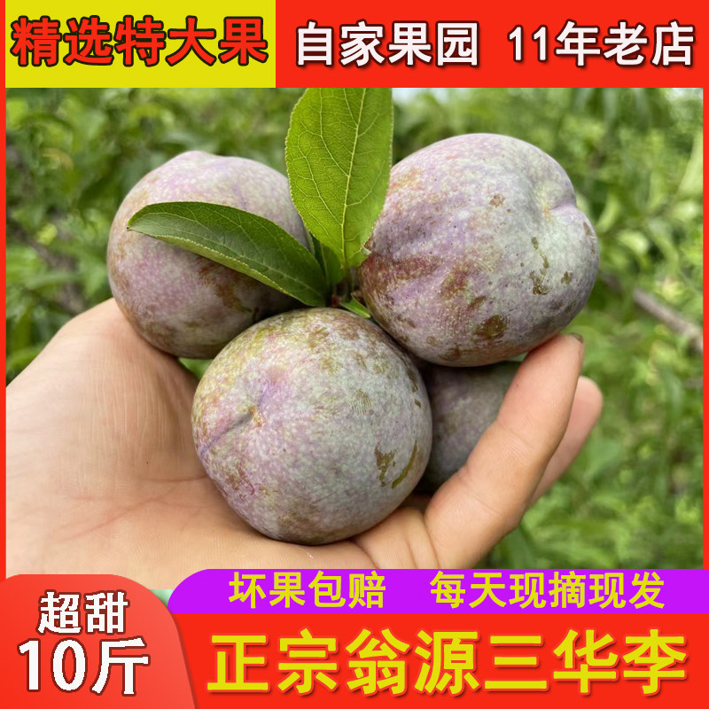 翁源三华红心李现摘脆甜