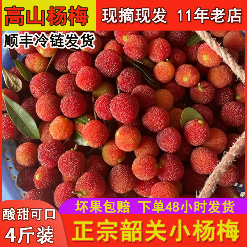 广东省内顺丰包邮正宗高山土杨梅小杨梅酸酸甜甜新鲜现摘可泡酒的