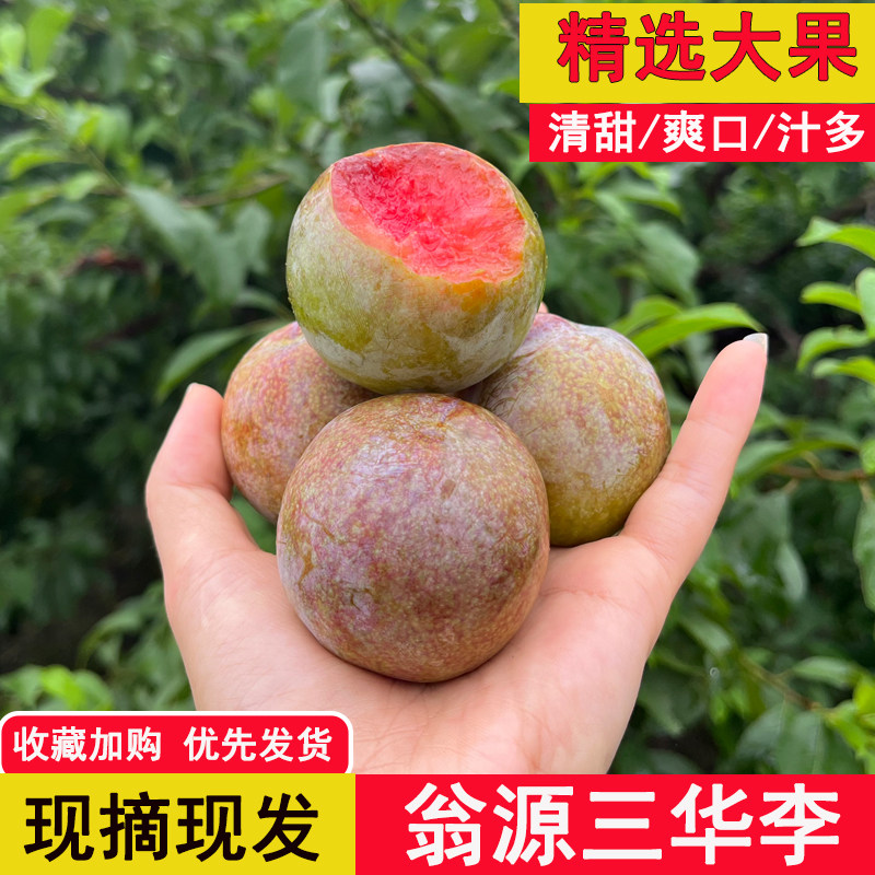 大果正宗翁源三华李新鲜水果李子现摘红心李当季孕妇果子爽口脆甜