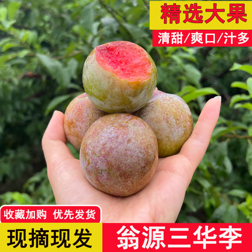大果正宗翁源三华李新鲜韶关爽口