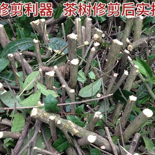 茶叶修剪机割草机改装背