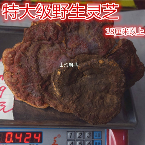 神农架深山自采野生赤灵芝整枝带孢子粉林芝野生18CM以上