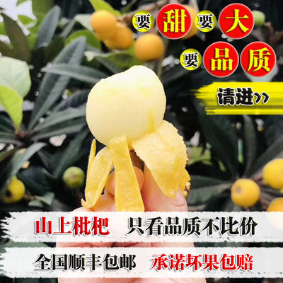 精选特大果王超甜好吃的正宗苏州东山白玉枇杷宝宝孕妇的放心水果