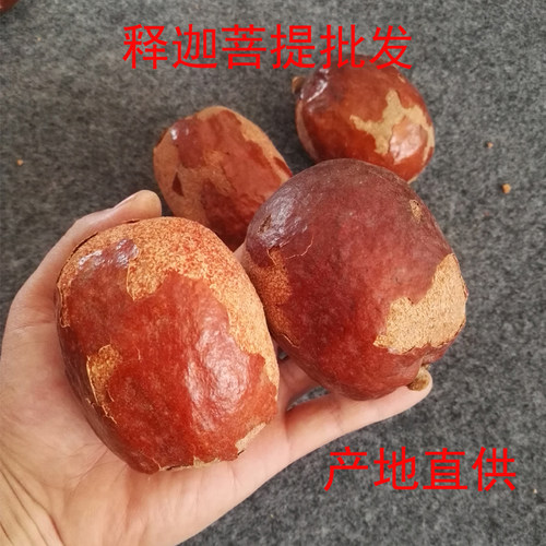 佛心果空心佛灯全国包邮原籽菩提