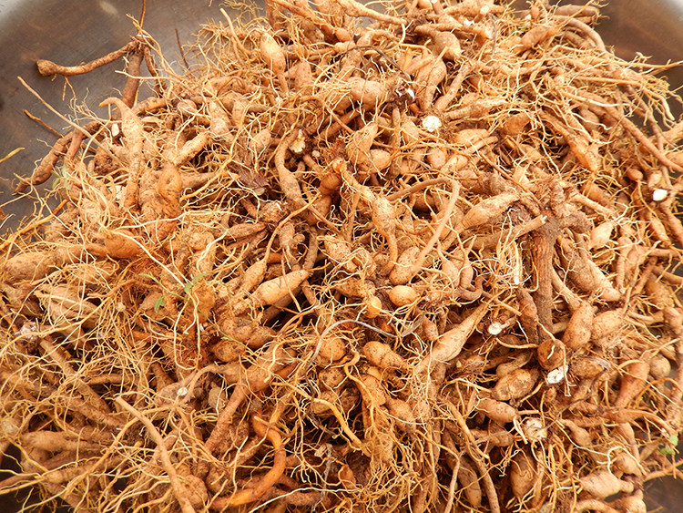 黄花菜根野生中草药大山野生金针根金针草根忧草根新鲜一斤包邮