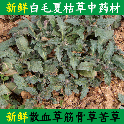 新货筋骨草白毛夏枯草 苦草500克金疮小草破血丹退降散血草地苦胆