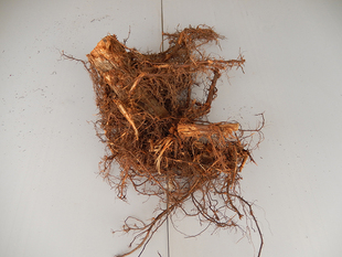 大山河里柳树根垂柳树根红皮柳树根中药材柳树根杨柳根杨柳根