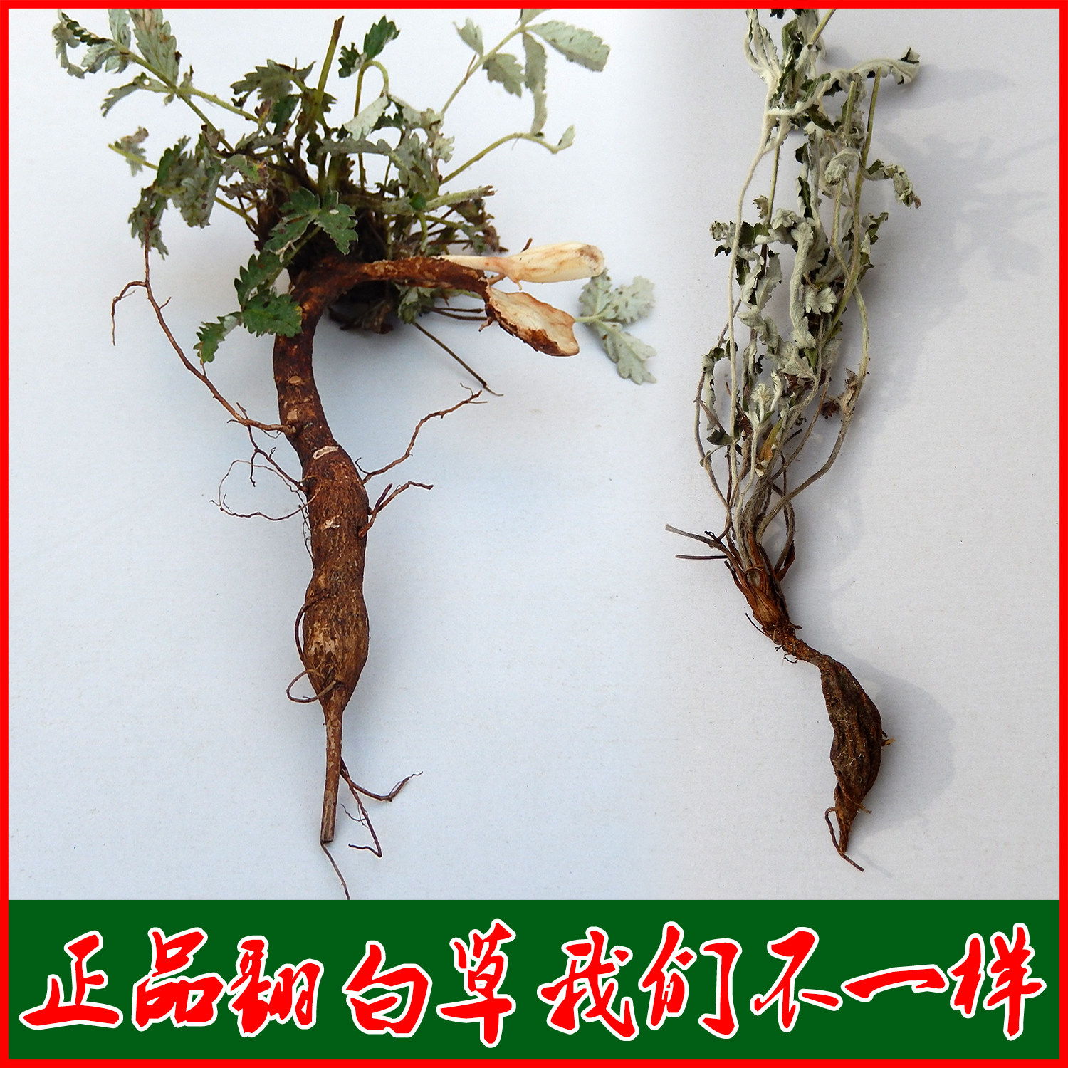 2023年新货野生正品带根带叶全草翻白草1斤包邮有地骨皮出售免邮