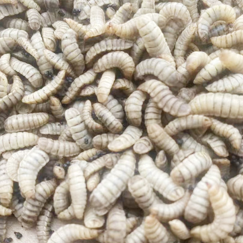 黑水虻活饵活体幼虫鱼饵胶嘴钓鱼用活虫子喂宠物活饵料高蛋白