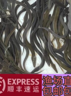 淡水鳗鱼苗活体养殖鲈鳗包邮