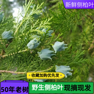 包邮现摘野生扁柏叶中药材乌发新鲜侧柏叶洗发水生发泡酒柏树叶