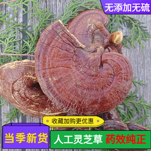 灵芝 天然 灵芝片 外用养发整枝切片人工种植非野生250g