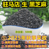 2025年食用生黑芝麻500g纯正新鲜河南驻马店生芝麻免洗杂粮无染色