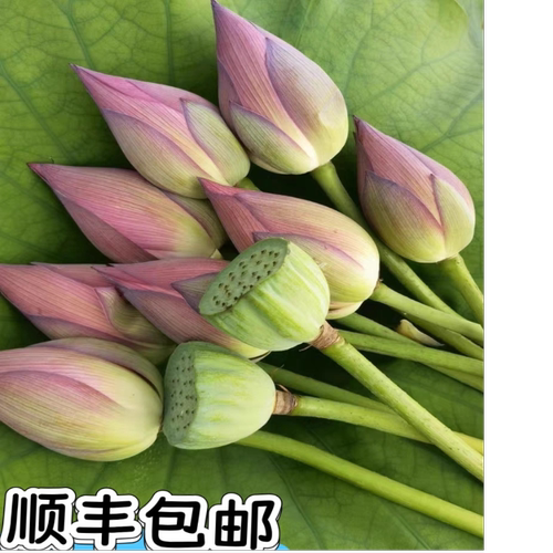 毕业花束新鲜荷花现摘莲花带杆花苞小莲蓬真花朵水生花卉
