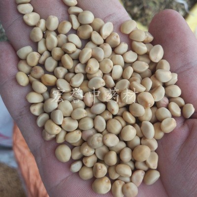 华陀豆 500g包邮 铁打豆 小偷豆 华佗豆 拐子豆 贼老豆 泡酒良药