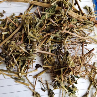 广西大飞杨草 500克包邮 扬草大乳汁草 奶子草正品农家无硫中药材